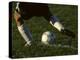 Detail of Foot About to Kick a Soccer Ball-Paul Sutton-Premier Image Canvas