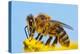 Detail Of Honeybee-Daniel Prudek-Premier Image Canvas