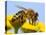 Detail Of Honeybee-Daniel Prudek-Premier Image Canvas