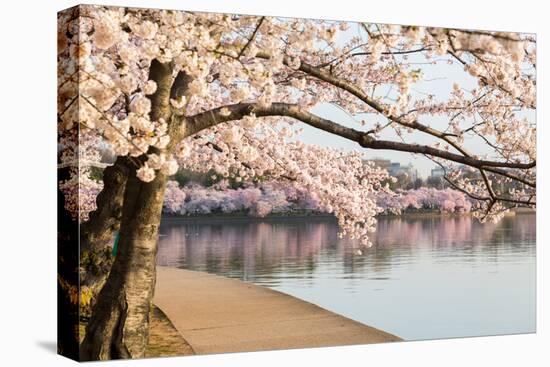 Detail of Japanese Cherry Blossom Flowers-BackyardProductions-Premier Image Canvas