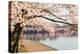 Detail of Japanese Cherry Blossom Flowers-BackyardProductions-Premier Image Canvas