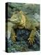 Detail of Land Iguana on Volcanic Rock, Galapagos Islands, Ecuador-Jim Zuckerman-Premier Image Canvas