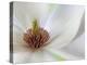 Detail of Magnolia Flower-Don Paulson-Premier Image Canvas