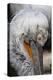 Detail of Pelican Face-Cindy Miller Hopkins-Premier Image Canvas