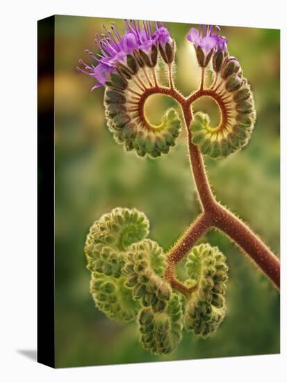 Detail of Phacelia Plant in Bloom, Death Valley National Park, California, USA-Dennis Flaherty-Premier Image Canvas
