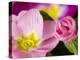 Detail of Primrose Blossoms-Don Paulson-Premier Image Canvas