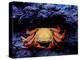 Detail of Sally Lightfoot Crab on Black Lava, Galapagos Islands, Ecuador-Jim Zuckerman-Premier Image Canvas