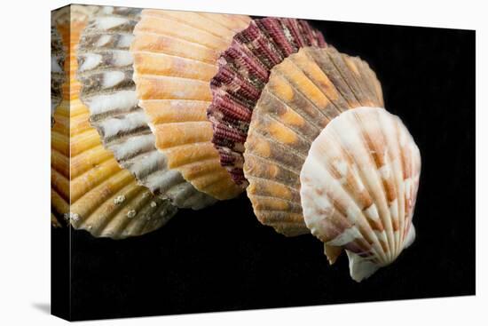 Detail of Seashells from around the World on Black Background-Cindy Miller Hopkins-Premier Image Canvas