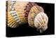 Detail of Seashells from around the World on Black Background-Cindy Miller Hopkins-Premier Image Canvas