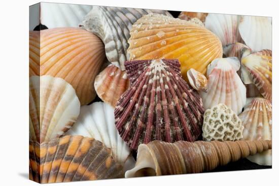 Detail of Seashells from around the World-Cindy Miller Hopkins-Premier Image Canvas