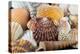 Detail of Seashells from around the World-Cindy Miller Hopkins-Premier Image Canvas