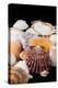 Detail of Seashells from around the World-Cindy Miller Hopkins-Premier Image Canvas