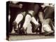 Detail of the Feet of a Group of Ruby Players in a Scrum, Paris, France-null-Premier Image Canvas