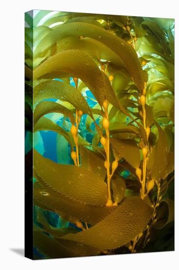 Detail of the gas bladders and fronds of Giant kelp, USA-Alex Mustard-Premier Image Canvas
