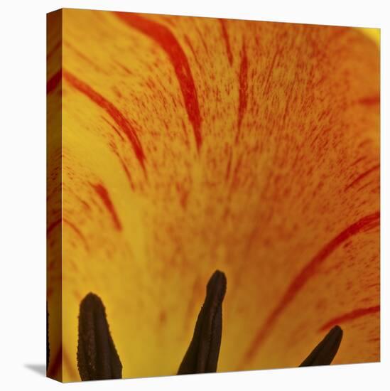 Detail of Tulip in Garden in Fuquay Varina, North Carolina-Melissa Southern-Premier Image Canvas