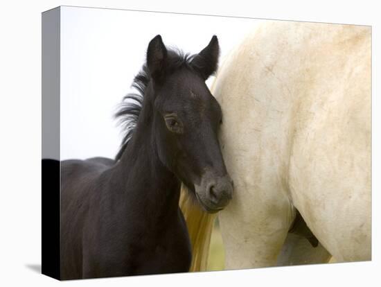 Detail of White Camargue Mother Horse and Black Colt, Provence Region, France-Jim Zuckerman-Premier Image Canvas