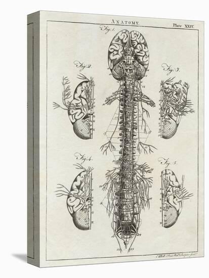 Detailed Diagram of the Brain and Spine-null-Premier Image Canvas