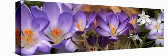 Details of Early Spring and Crocus Flowers-null-Stretched Canvas
