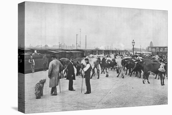 Detraining cattle, LNWR depot, York Road, London, c1903 (1903)-Unknown-Premier Image Canvas