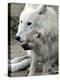 DEU BB Zoo Wolf-Fritz Reiss-Premier Image Canvas