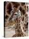 DEU Giraffenbaby-Kai-uwe Knoth-Premier Image Canvas