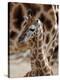 DEU Giraffenbaby-Kai-uwe Knoth-Premier Image Canvas