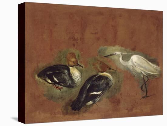 Deux canards et une aigrette garzette-Pieter Boel-Premier Image Canvas