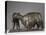 Deux lamas-Rembrandt Bugatti-Premier Image Canvas
