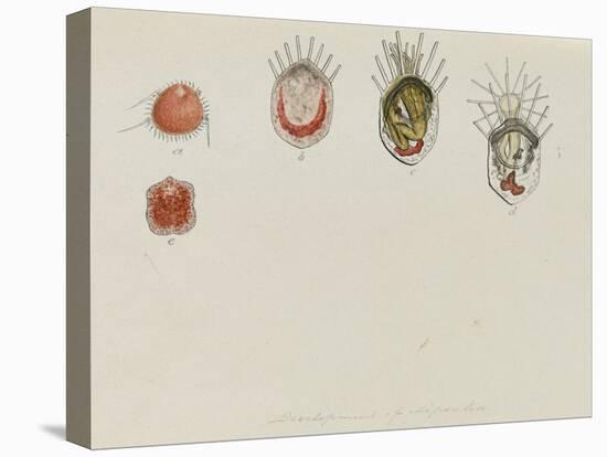 Development of Lepralia: Bryozoan-Philip Henry Gosse-Premier Image Canvas