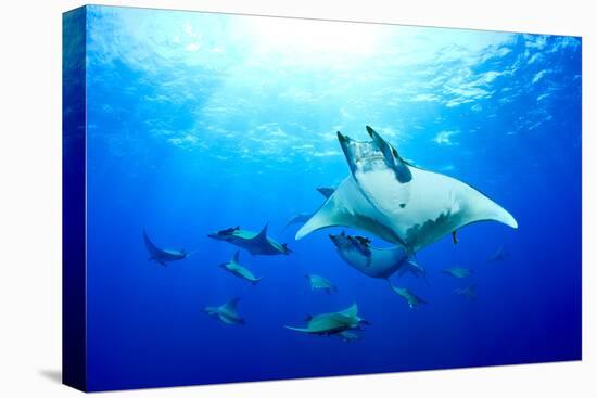 Devilrays (Mobula Tarapacana) Large Group at the Surface-Franco Banfi-Premier Image Canvas