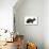 Devon Rex Cat-Fabio Petroni-Premier Image Canvas displayed on a wall