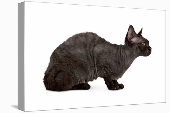 Devon Rex Cat-Fabio Petroni-Premier Image Canvas