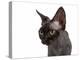 Devon Rex Cat-Fabio Petroni-Premier Image Canvas