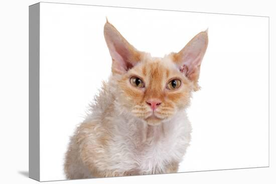 Devon Rex Cat-Fabio Petroni-Premier Image Canvas