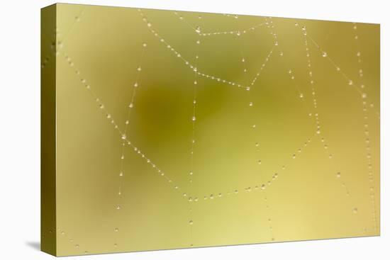 Dew and Spider Web, Los Angeles, California-Rob Sheppard-Premier Image Canvas