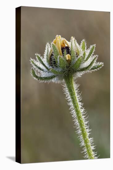 Dew covered Black-eyed Susan, Oldham County, Kentucky-Adam Jones-Premier Image Canvas