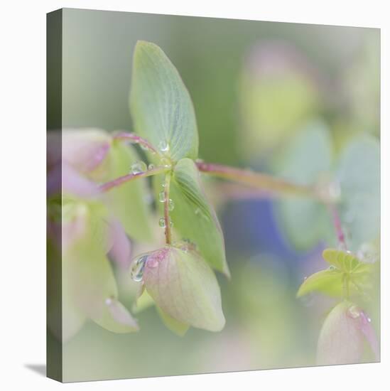 Dew Covered Oregano I-Kathy Mahan-Premier Image Canvas