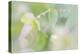 Dew Covered Oregano III-Kathy Mahan-Premier Image Canvas