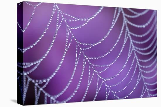 Dew Covered Spider's Web with Flowering Heather, Arne Rspb Reserve, Dorset, England-Ross Hoddinott-Premier Image Canvas