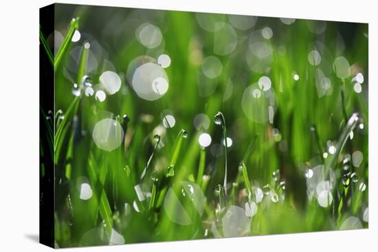 Dew Drops II-Leesa White-Premier Image Canvas