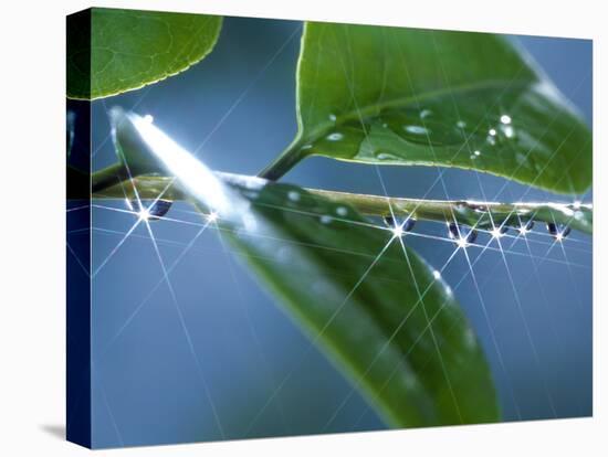 Dew Drops on a Twig-null-Premier Image Canvas