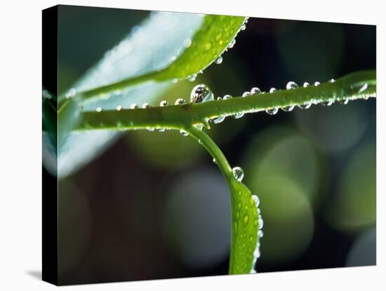 Dew Drops on a Twig-null-Premier Image Canvas