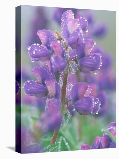 Dew Drops on Blooming Lupine, Olympic National Park, Washington, USA-Rob Tilley-Premier Image Canvas