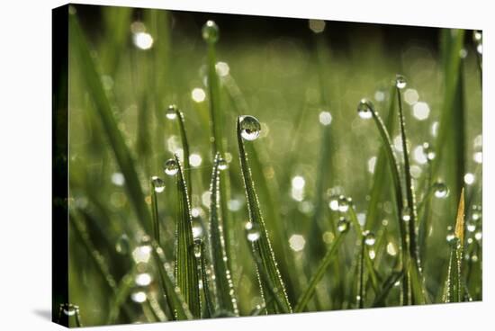 Dew Drops on Grass-Jeremy Walker-Premier Image Canvas