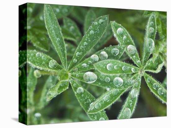 Dew Drops on Leaves-Rob Tilley-Premier Image Canvas