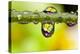 Dew Drops Reflecting Flowers-Craig Tuttle-Premier Image Canvas