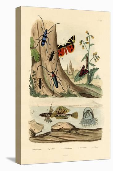 Dew Moth, 1833-39-null-Premier Image Canvas