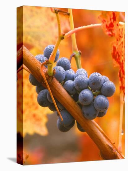 Dew on Cabernet Grapes, Napa Valley Wine Country, California, USA-John Alves-Premier Image Canvas