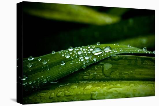 Dew on Grass-Erin Berzel-Premier Image Canvas