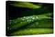 Dew on Grass-Erin Berzel-Premier Image Canvas